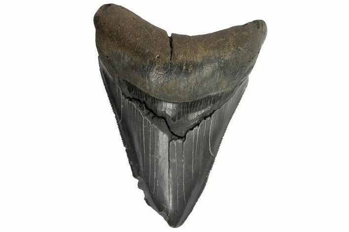 Serrated, Fossil Megalodon Tooth - South Carolina #180986